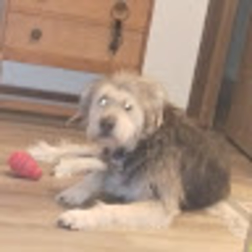 Meet your Posher, Ayla